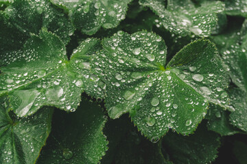 medicinal plant with leaves covered in raindrops