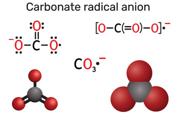 Carbonate radical anion molecule. Reactive oxygen species (ROS). Chemical structure and models. Vector illustration