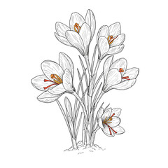 Botanical line drawing of crocus flowers with detailed petals and leaves on a white background. EPS 10.