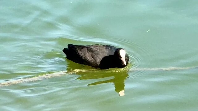 A Eurasian coot swims in a freshwater pond in a public park. Waterfowl in the wild.