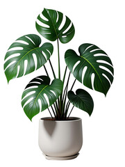 Large monstera deliciosa plant in a simple white pot against a black background