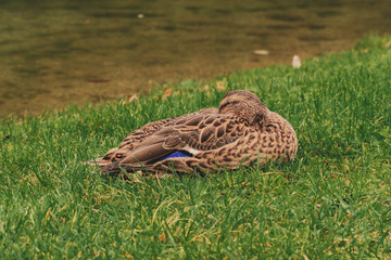 duck resting in the grass on the shore of a lake on a rainy autumn day