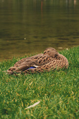 duck sleeping in the grass on the shore of a lake