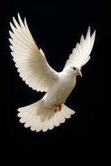 Obraz premium Elegant white dove soaring gracefully against black backdrop