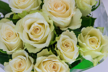 Background of the white roses