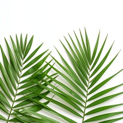 Fresh palm leaves on white