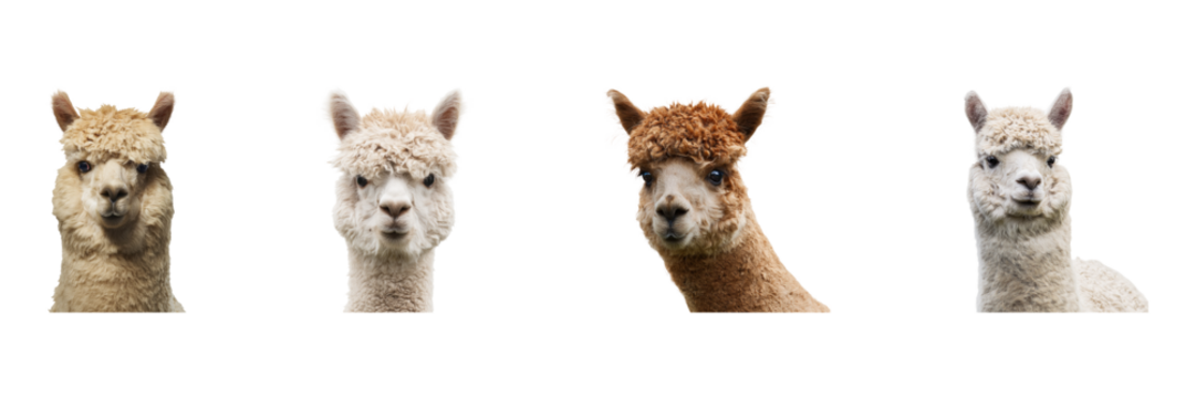 Alpaca Portraits Set. Adorable Farm Animal Expressions Collection Isolated On Transparent Background