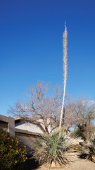 Xeriscaped roadside with tall and flowering Sotol inflorescence stalk (also known as Desert Spoon, Dasylirion wheeleri) against clear blue sky in Phoenix, Arizon