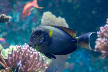 Obraz premium Colorful fish swimming near coral in an aquarium