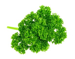 Fresh parsley bunch, vibrant green leaves