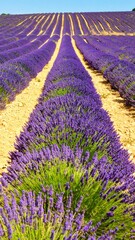 Naklejka premium Lavender field, rows of purple blooms, sunlit