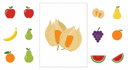 Fruits assorted fruits illustration featuring apples bananas pears grapes oranges watermelon and physalis fruits vector vector