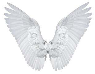 Obraz premium Pair of pristine white angel wings, beautifully detailed and displayed against a plain white background, showcasing intricate feather structures.