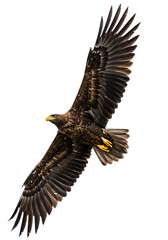 Majestic juvenile bald eagle soaring in flight against a dark black background with wings spread wide