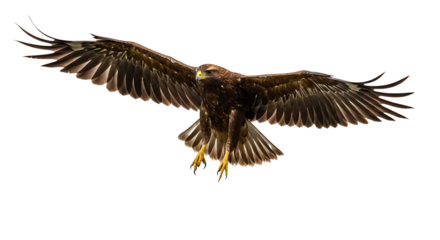 Majestic golden eagle in dramatic flight with wings spread wide against a black background