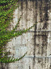 A view of a tall concrete wall partially covered by vines, with clusters of green leaves extending across the weathered surface. 