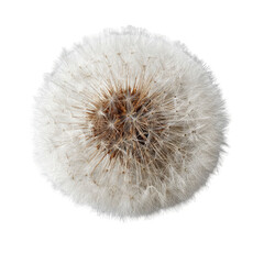 Fototapeta premium Close-up of a dandelion seed head. A round, fluffy seed head, pale cream colored, is centered against a black background. Brown seed receptacle is in the center
