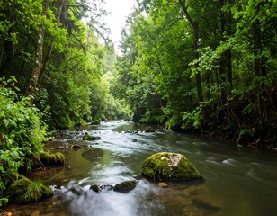 Obraz premium Misty forest river flowing through trees