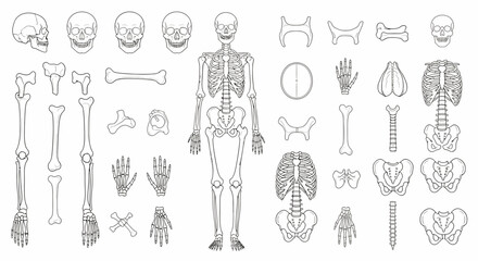 Anatomical Skeleton Outline with Multiple Skull Views and Bone Variations. © KMB