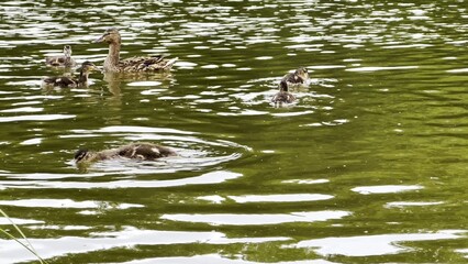Mallard with ducklings floating in the lake at summer day. Mother duck with brood swimming at pond. Birds family in the nature habitat. Concept of animal wildlife. Close up Slow mo