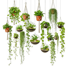 3d hanging plants assortment isolated on transparent background