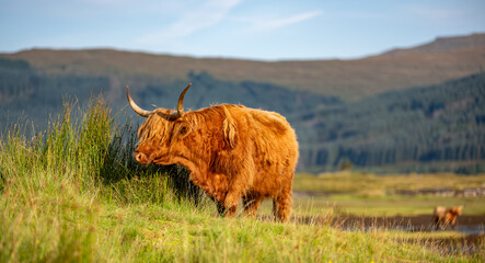 Isle of Mull – Schottisches Hochlandrind in rauer Natur, aufgenommen im August 2025, mit weicher...