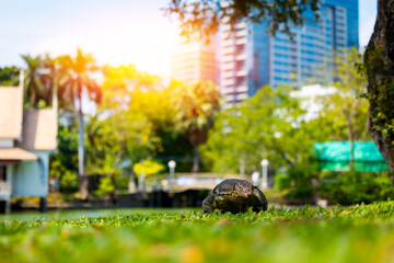 Monitor lizard in urban park setting with cityscape background in Thailand