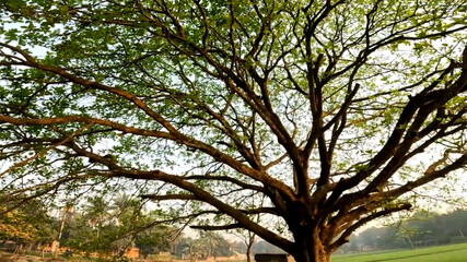 Majestic Tree Canopy Reaching Towards the Sky A Serene Natural Landscape with Lush Green Foliage and Sprawling Branches in Soft Light