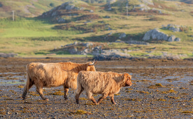 Isle of Mull – Hochlandrinder mit Kälbern im Wasser vor schottischer Hochlandkulisse, aufgenommen im August 2025 mit Spiegelungen und weicher Lichtstimmung  