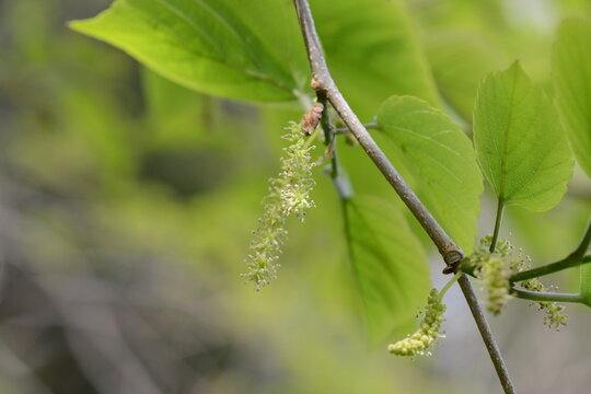 Morus cathayana male flower appears in spring with yellow green clusters, producing pollen for wind pollination. Native to Korea, China, and Japan.