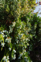 Chinese thuja, Oriental arborvitae, Chinese arborvitae, biota, or Oriental thuja (Platycladus...