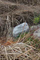 Obraz premium A typical rock laying on a bed of dry wild grasses.