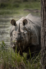 Fototapeta premium Majestic One-Horned Rhino Grazing in Wetlands