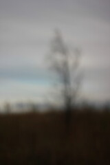 An abstract view of a tree on a hill during an overcast autumn evening.lapse clouds