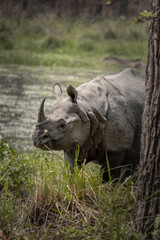 Obraz premium Majestic One-Horned Rhino Grazing in Wetlands