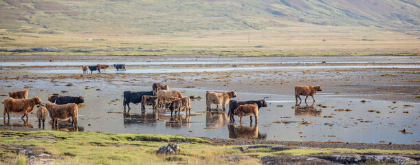 Isle of Mull – Hochlandrinder mit Kälbern im Wasser vor schottischer Hochlandkulisse,...