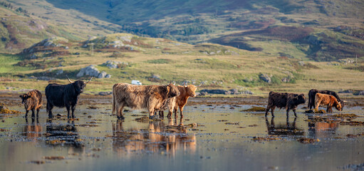 Isle of Mull – Hochlandrinder mit Kälbern im Wasser vor schottischer Hochlandkulisse,...