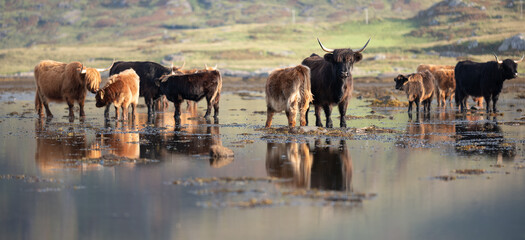 Isle of Mull – Hochlandrinder mit Kälbern im Wasser vor schottischer Hochlandkulisse, aufgenommen im August 2025 mit Spiegelungen und weicher Lichtstimmung  