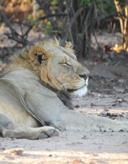Lion resting in the savanna