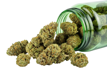 Green cannabis buds with white trichomes spilling from a translucent green glass jar on a transparent studio background with copy space, soft macro lighting. Concept of medical cannabis and