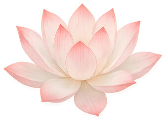 Watercolor lotus flower in pink and white, subtle gradients 