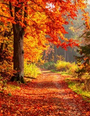 Fototapeta premium Bunte Herbstblätter – Laub in warmen Farben (Rot, Orange, Gelb, Braun) auf einem Waldweg.
