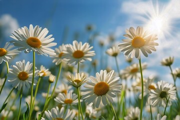 Bright Summer Daisies Bloom in a Sunny Meadow During the Late Afternoon.
