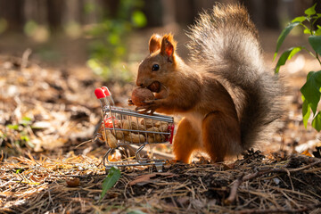 A red squirrel holds a nut while sitting in a forest. The ground is covered with leaves and twigs, surrounded by trees and greenery.