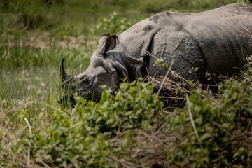 Close-up of Greater One-Horned Rhinoceros feeding by the wetlands in Chitwan National Park, Nepal