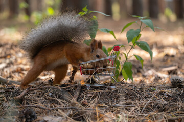 A small red squirrel with a bushy tail explores a miniature shopping cart in a forest setting. Green plants and pine needles surround the scene.