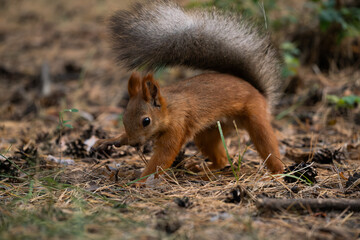 A small red squirrel with a bushy tail forages on the forest floor among pine needles and cones....