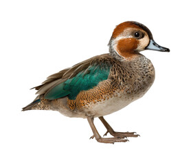 Obraz premium Wild duck in nature colorful bird captured outdoors PNG, isolated on transparent background