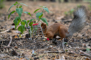 A small brown squirrel forages near a tiny shopping cart and green plants in a forest setting. The ground is covered with pine needles and soil.