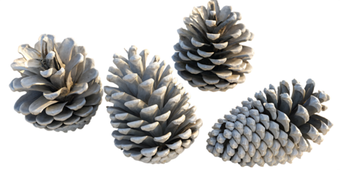 Four pine cones with a frosty appearance isolated on white background